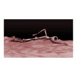 X-Ray Skeleton Swimming in Lake Neg Red Poster
