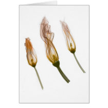 X-ray: Squash blossoms notecard cards