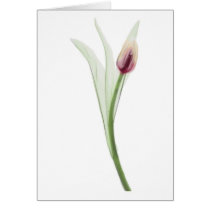 X-ray: Tulip notecard cards