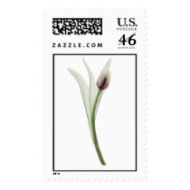 X-ray: Tulip stamps