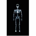 X-Ray Vision Blue Single Skeleton photo sculptures by VoXeeD X-Ray Vision Blue Single Skeleton photo sculptures