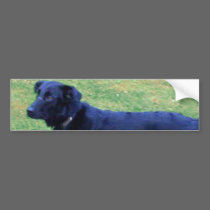 Xander 1 copy bumper stickers