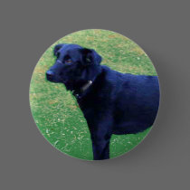 Xander 1 copy buttons