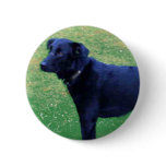 Xander 1 copy pinback button