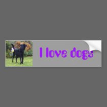 Xander 2 copy, I love dogs bumper stickers