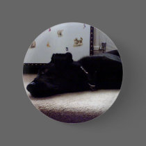 Xander 3 copy buttons