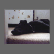 Xander 3 copy postcards