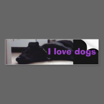 Xander 3 , I love dogs bumper stickers