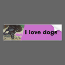 Xander 5 copy, I love dogs bumper stickers