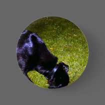 Xander at Night copy buttons