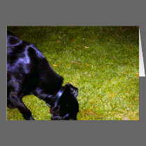 Xander Dog at Night cards