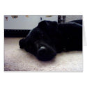 Xander Dog cards