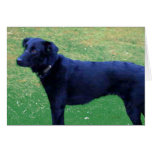 Xander Dog Card