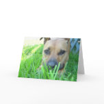 Xena in card