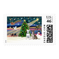 Xmas Magic-Bull Terrier Pair Postage