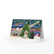 Xmas Magic-Cocker Pair
