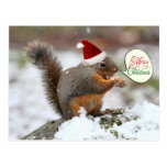 Xmas Squirrel in Snow Postcards