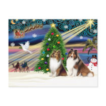 XmsMagic-Sheltie-SablePair postcards by ChristmasMagicDogs XmsMagic-Sheltie-SablePair postcards