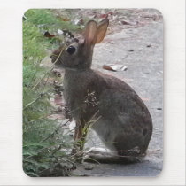 XX- Bunny Rabit Photography Design Mouse Pads