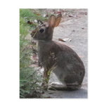 XX- Bunny Rabit Photography Design Postcards