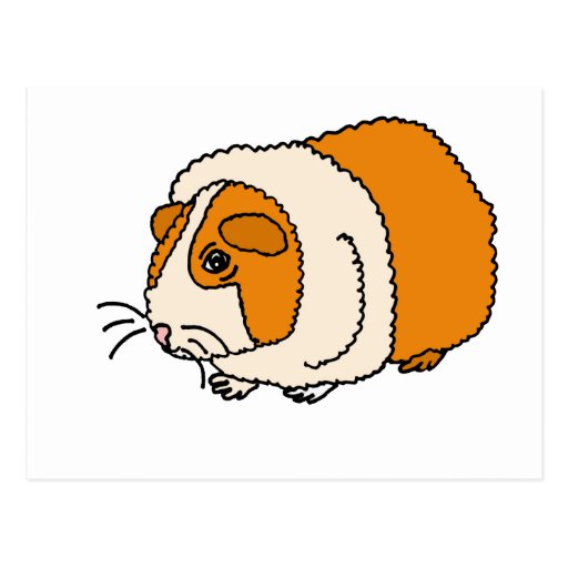 XX- Cute Guinea Pig Cartoon Postcard | Zazzle