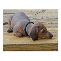 XX- Cute Puppy Dachsund Post Cards