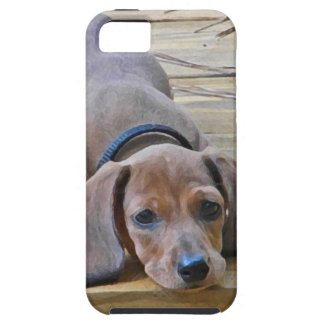 XX- Dachshund Puppy Dog Photography