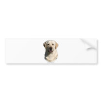 Y ellow Labrador Retriever bumper stickers