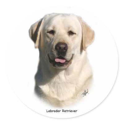 Y ellow Labrador Retriever Round Stickers by TraffordPhotos