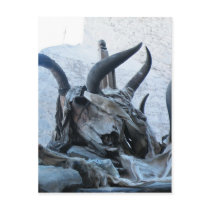 Yak skulls in Tibet Postcard