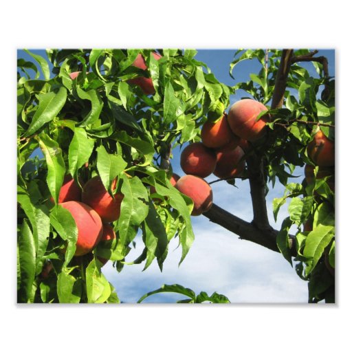 Yakima Valley Peaches. Photograph
