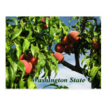 Yakima Valley Peaches, Washington State. Postcard