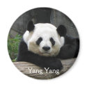 Yang Yang Panda Magnet