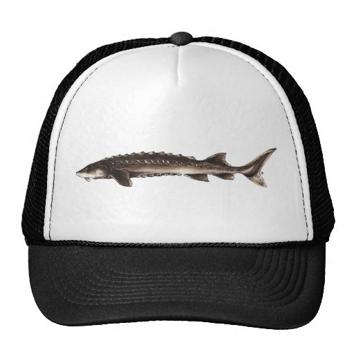 Yangtze Sturgeon Hat
