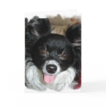 Yappy Birthday Card
