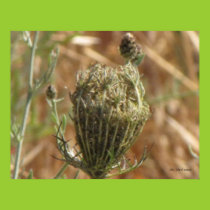 Yarrow Bud Poster posters
