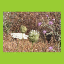 Yarrow Poster posters