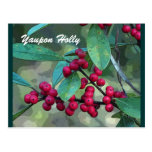 Yaupon Holly Postcards