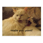 Yawn Cat Postcard postcards