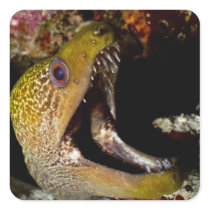 Yawning and intimidating mouth of a Yellowmargin Stickers