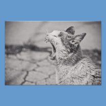 Yawning cat photography