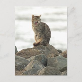 Yawning Cat on the Rocks Postcard postcard