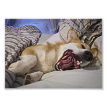 Yawning Corgi Photograph
