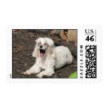 Yawning dog stamps