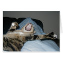 Yawning Kittie cards