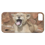 Yawning Lion Cub iPhone 5 Covers