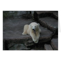 Yawning Polar bear cub Cards