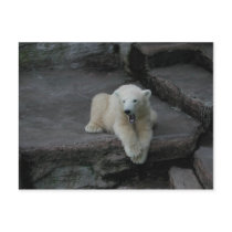 Yawning Polar bear cub Post Cards