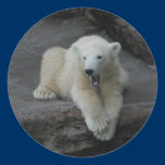 Yawning Polar bear cub stickers