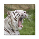 yawning tiger magnets by deemac1 yawning tiger magnets